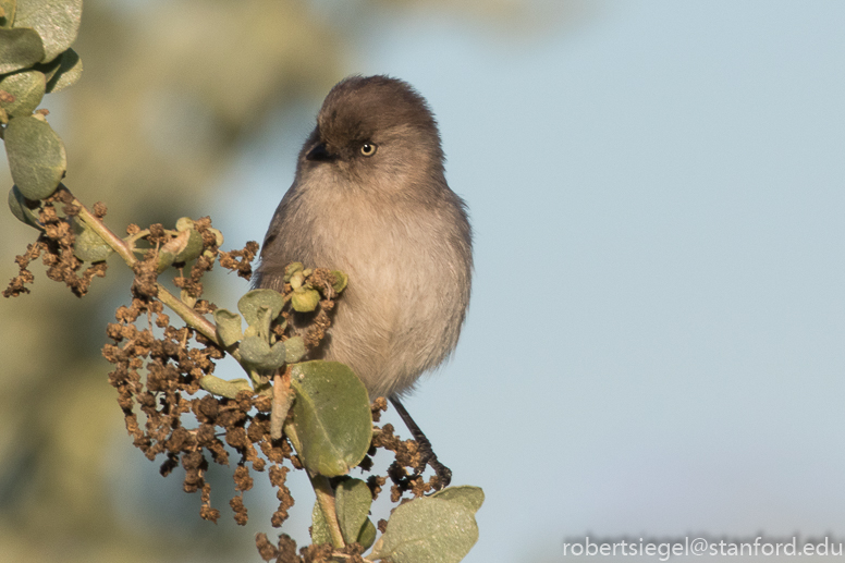 palo alto baylands